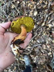 Aureoboletus flaviporus