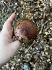 Aureoboletus flaviporus