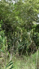 Acrostichum speciosum