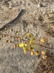 Erythrostemon pannosus