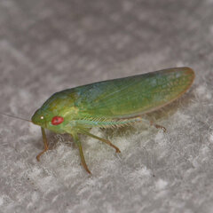 Gyponana