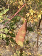 Erythrostemon pannosus