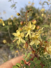 Erythrostemon pannosus
