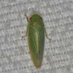 Gyponana