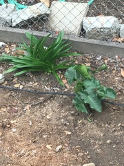 Amaryllis belladonna