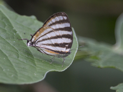 Arawacus lincoides