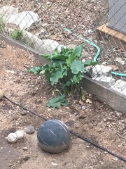 Amaryllis belladonna