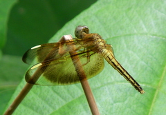 Neurothemis