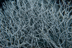 Melithaea rubrinodis