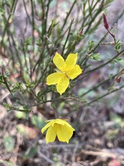 Crocanthemum scoparium