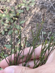 Crocanthemum scoparium
