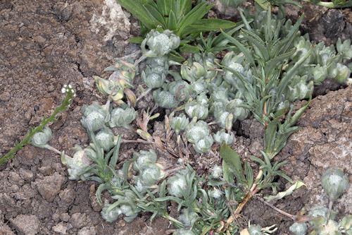iNaturalist observation photo of low woolly marbles