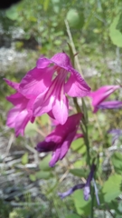 Gladiolus palustris