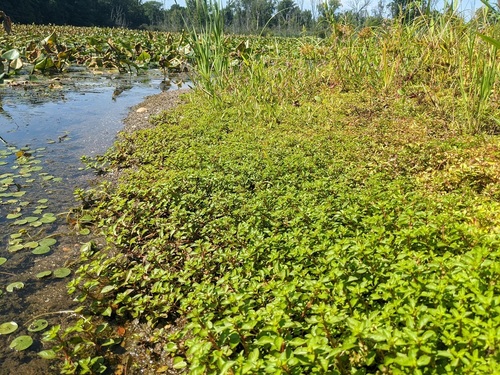 Ludwigia palustris