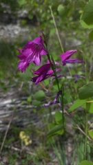 Gladiolus palustris