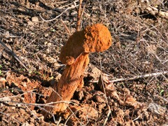 Battarrea phalloides