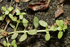 Callitriche terrestris