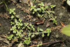 Callitriche terrestris