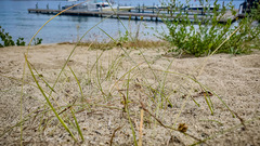 Cyperus lupulinus macilentus