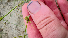 Cyperus lupulinus macilentus