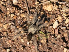 Aphonopelma superstitionense