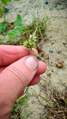 Cyperus lupulinus macilentus