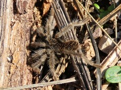 Aphonopelma superstitionense