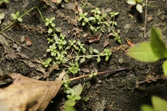 Callitriche terrestris