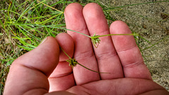 Cyperus lupulinus macilentus