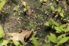 Callitriche terrestris