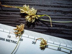 Cyperus lupulinus macilentus