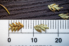 Cyperus lupulinus macilentus