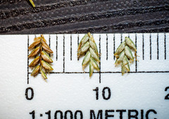 Cyperus lupulinus macilentus