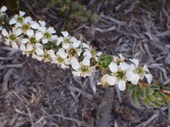Leptospermum lanigerum