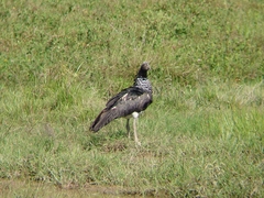 Anhima cornuta