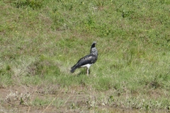 Anhima cornuta