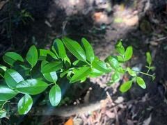 Jasminum didymum racemosum