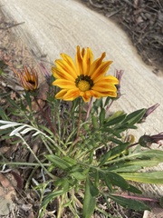 Gazania linearis