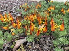 Lotus berthelotii