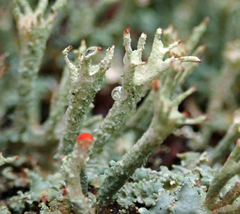 Cladonia polydactyla