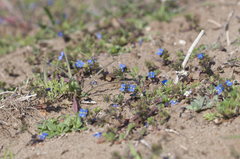 Veronica triphyllos