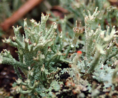 Cladonia polydactyla