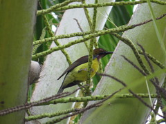 Anthreptes malacensis