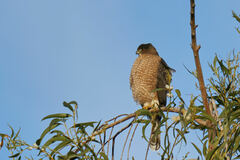 Accipiter cooperii