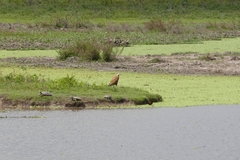 Busarellus nigricollis