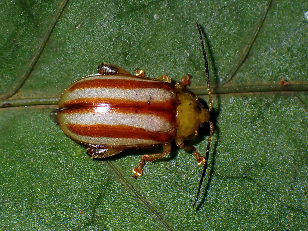 Araoua umbratica