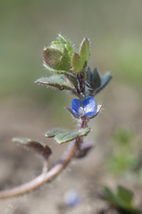 Veronica triloba