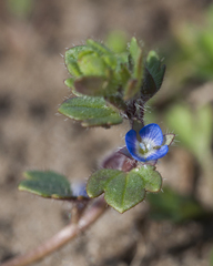 Veronica triloba
