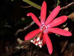 Passiflora glandulosa
