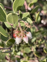 Arctostaphylos rudis